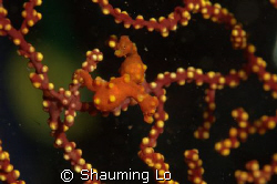DenisePygmy sea horse  found at Mantangale resort, Cagaya... by Shauming Lo 